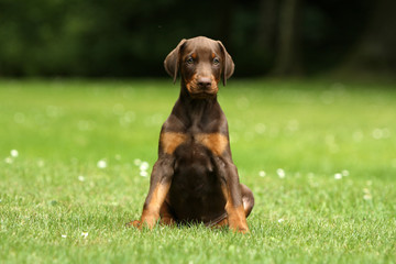 jeune chiot dobermann marron et feu assis de face