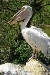 pélican posé sur un rocher
