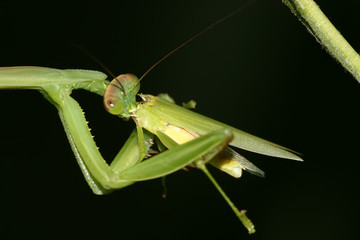 mantis