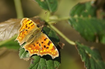 Papillon aux ailes déployées