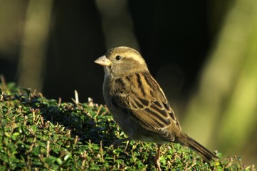 moineau domestique (Passer domesticus)