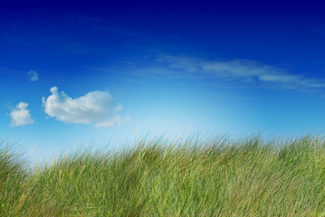 colorful natural landscape with grass, blue sky and a cloud