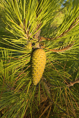 france,charente maritime,ol&eacute;ron : pin maritime et pomme de pin