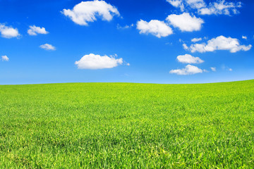 Obraz premium summer meadow