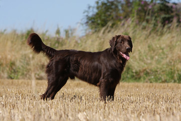 flat-coated retriever marron immobile de profil à la campagne