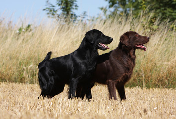 deux flat-coated retriever de profil prêts à détaler ensemble