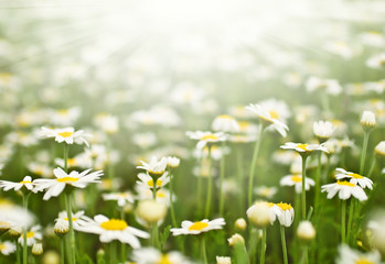 Camomile field