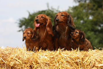 jolie petite famille de teckels en vadrouille campagnarde