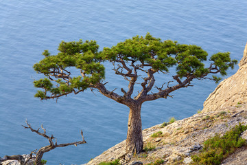 juniper tree