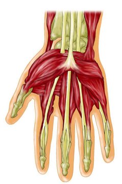 Hand