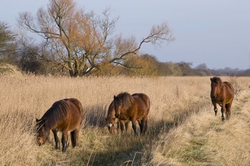 Chevaux Henson en Baie de Somme