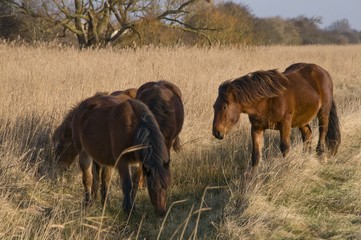 Chevaux Henson en Baie de Somme