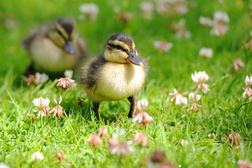 Ducklings waddling through grass