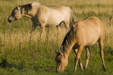 Chevaux Henson en Baie de Somme