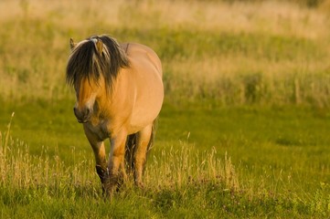 Chevaux Henson en Baie de Somme