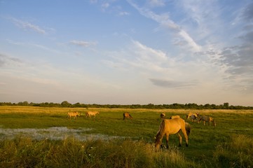 Chevaux Henson en Baie de Somme