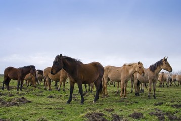 Obraz na płótnie Canvas Transhenson 2008 - Rassemblement du troupeau de chevaux Henson e