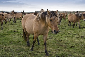 Fototapeta premium Transhenson 2008 - Rassemblement du troupeau de chevaux Henson e