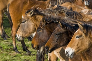 Transhenson 2008 - Rassemblement du troupeau de chevaux Henson e