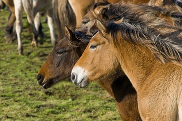 Fototapeta premium Transhenson 2008 - Rassemblement du troupeau de chevaux Henson e