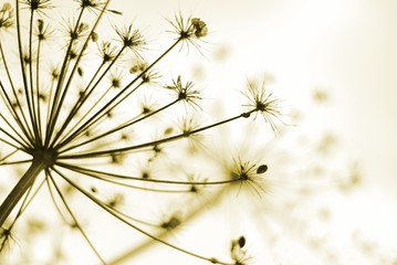 Hogweed seedhead with shallow focus and sepia tones - obrazy, fototapety, plakaty