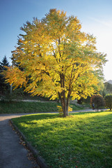 autumn tree