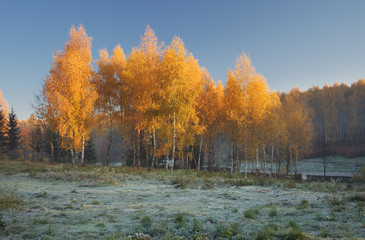 autumn trees