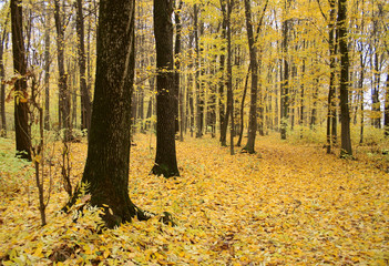 autumn forest