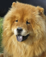 ChowChow_d1382