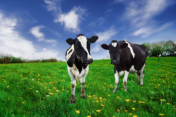 Friesian Dairy cows in a pasture.