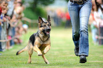 Dog Race