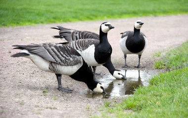 Four Drinking Barnacle Geese