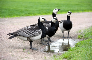 Four Drinking Barnacle Geese