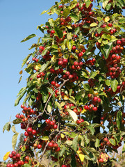 Naklejka premium Holzapfel Malus sieversii