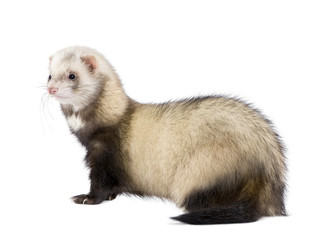 Side view of ferret standing in front of white background