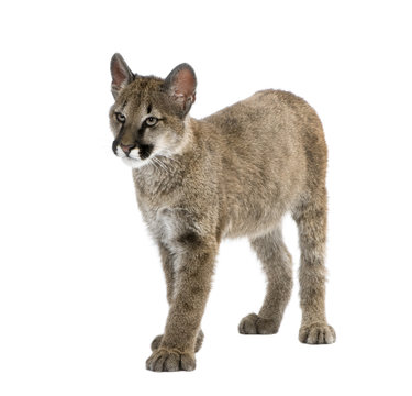 Puma cub, in front of a white background Stock Photo | Adobe Stock