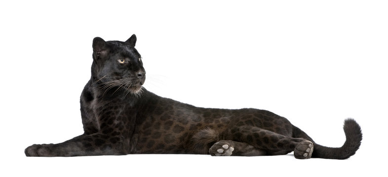 Black Leopard, 6 years old, in front of a white background