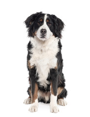 Portrait of Bernese mountain dog,in front of white background