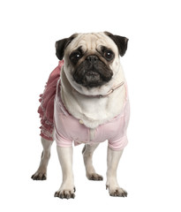 Obraz premium Portrait of dressed up pug, against white background
