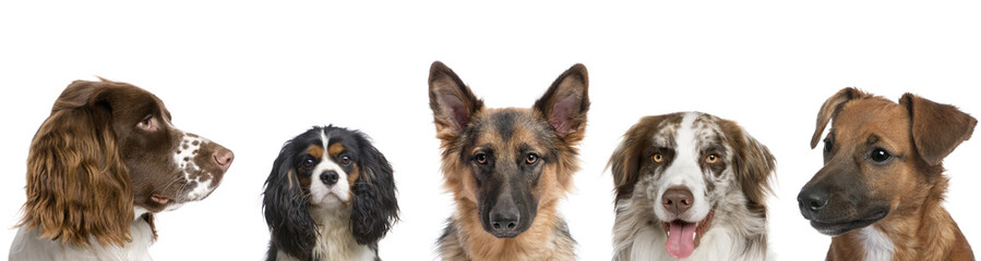 Portrait of different breeds of dogs against white background