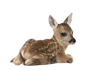 Portrait of Roe Deer Fawn, sitting against white background © Eric Isselée