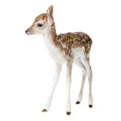 Side view of Fallow Deer Fawn, standing against white background