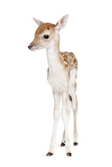Fallow Deer Fawn, 5 days old, standing against white background