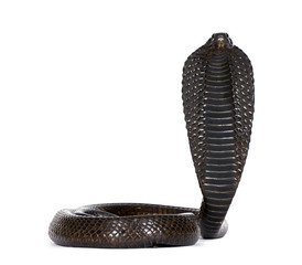 Fototapeta premium Egyptian cobra, against white background, studio shot