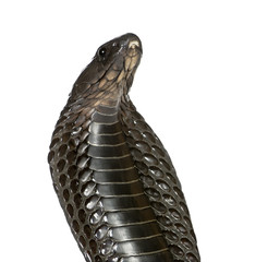 Naklejka premium Close-up of Egyptian cobra, against white background