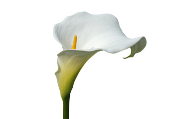 arum