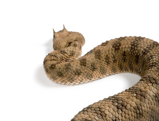Rear view of Saharan horned viper, against white background