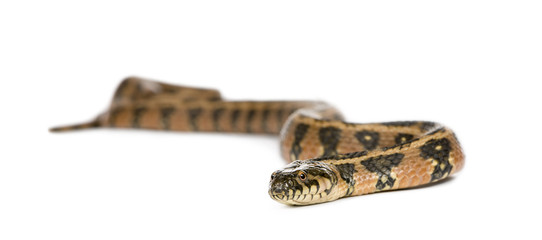 Fototapeta premium Green Whip Snake, against white background, studio shot
