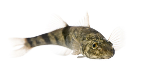 Rhone streber fish, against white background, studio shot
