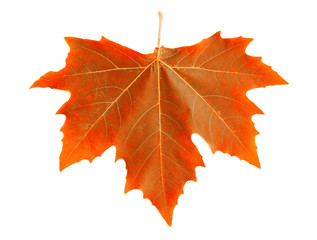 Orange maple leaf.